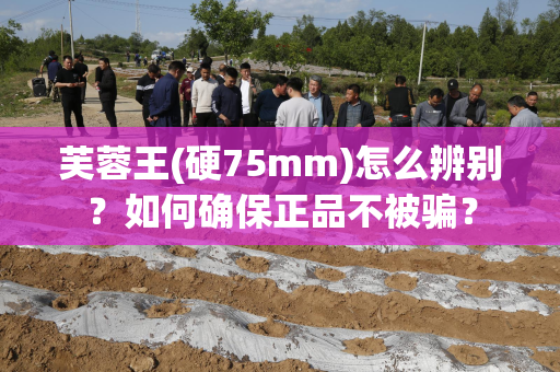 芙蓉王(硬75mm)怎么辨别？如何确保正品不被骗？